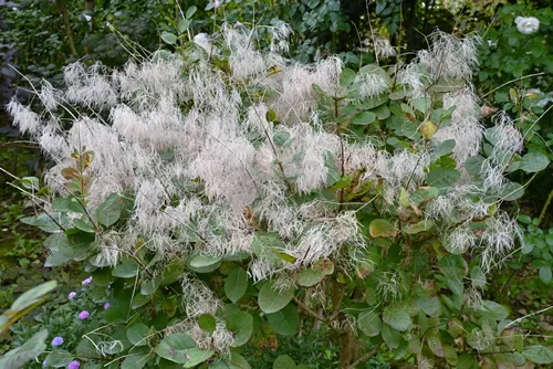 Smoke tree ( Cotinus coggygria ) 'Royal Purple'. Anacandiaceae Dioecious deciduous tree. Flowering from May to August.